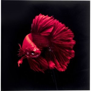 KARE Design Skleněný obraz Fire Fish 100x100cm