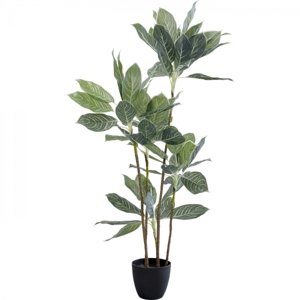KARE Design Dekorativní rostlina Calathea 140cm