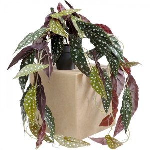 KARE Design Dekorativní rostlina Begonia 105cm