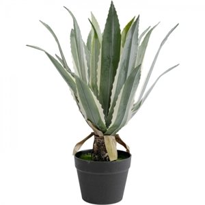 KARE Design Dekorativní rostlina Agave 50cm